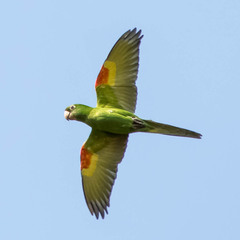 White-Eyed Parakeet photo 4