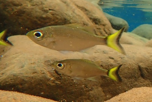 Flagtail (Kuhlia munda) — Kuhliidae — 3