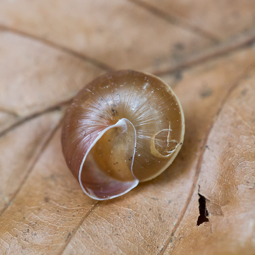 Hedge Snail