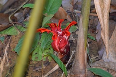 Etlingera