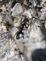Lasius