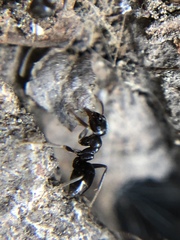 Lasius