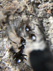 Lasius