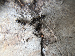 Lasius