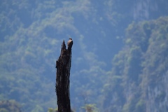 Haliaeetus