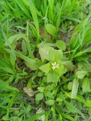 Stellaria media
