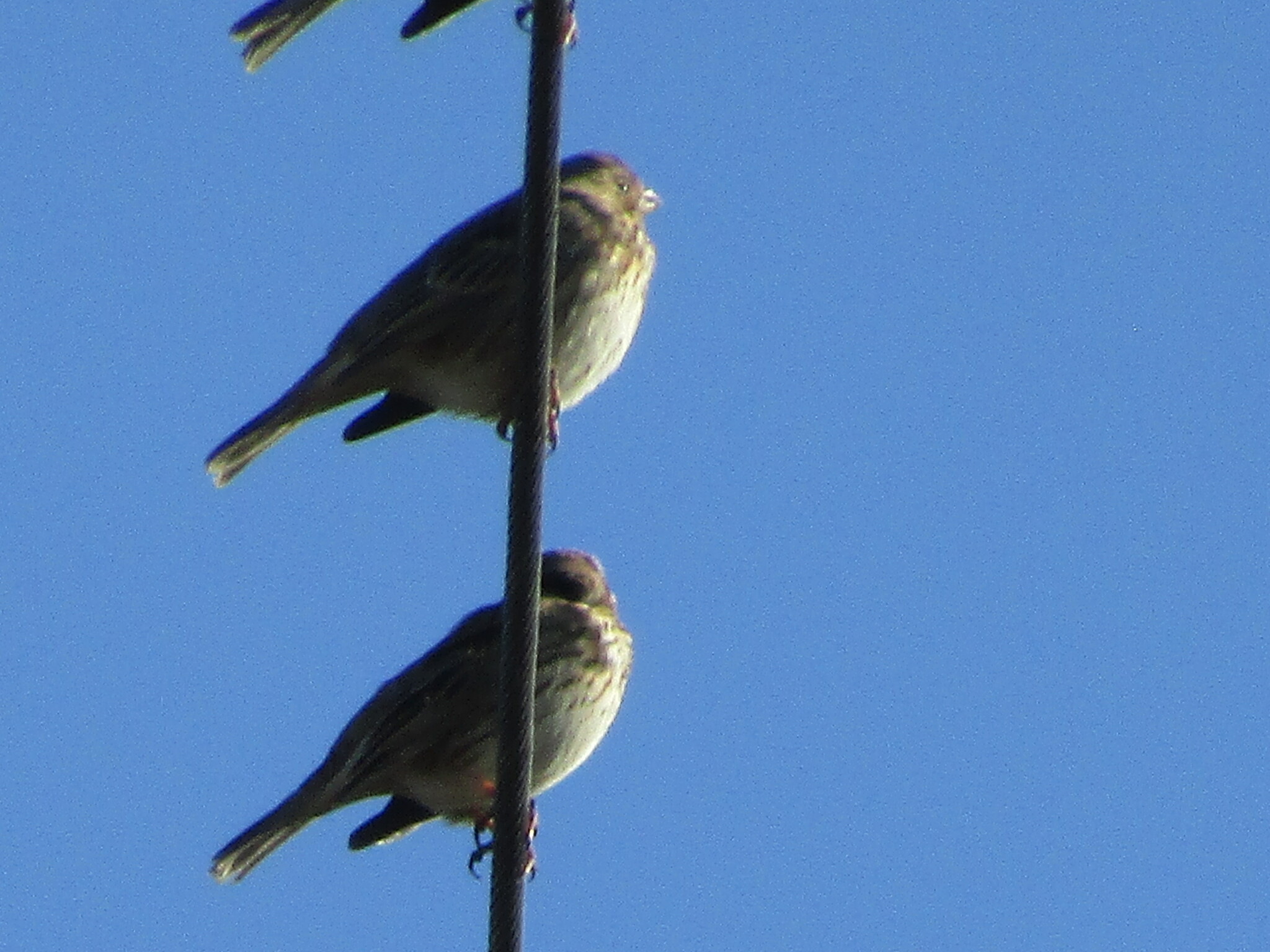 Corn Bunting