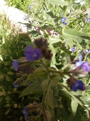 Anchusa azurea image