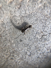 Insecta