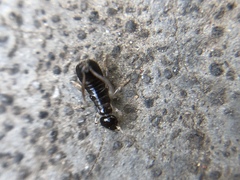 Insecta