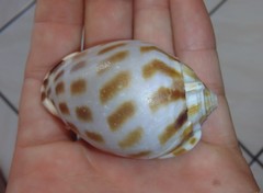 Phalium areola