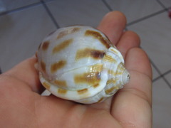 Phalium areola