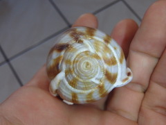 Phalium areola