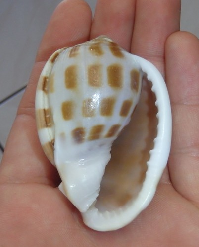 Checkerboard Bonnet Snail