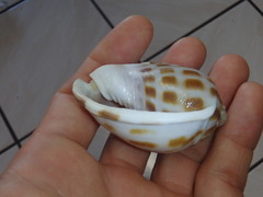Phalium areola
