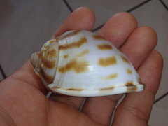 Phalium areola