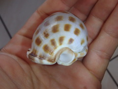 Phalium areola