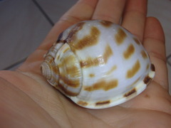 Phalium areola