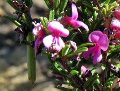Indigofera pappei