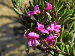 Indigofera pappei