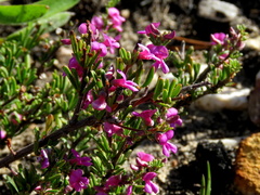 Indigofera pappei