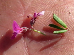 Indigofera pappei