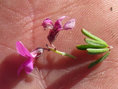 Indigofera pappei
