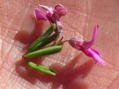 Indigofera pappei