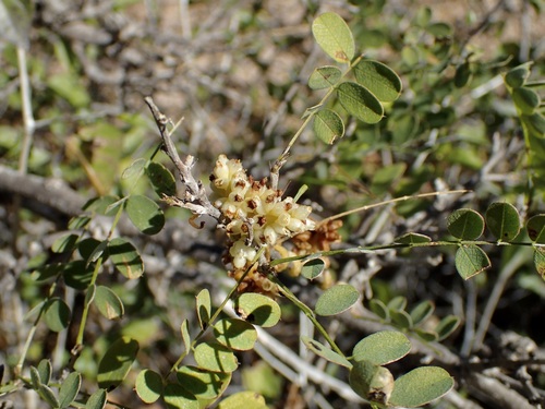 Image of American Dodder (Cuscuta americana) by (c) Sue Carnahan, some rights reserved (CC BY)