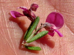 Indigofera pappei