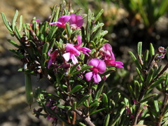 Indigofera pappei
