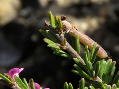 Indigofera pappei