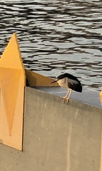 Nycticorax nycticorax