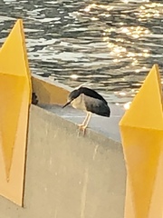 Nycticorax nycticorax