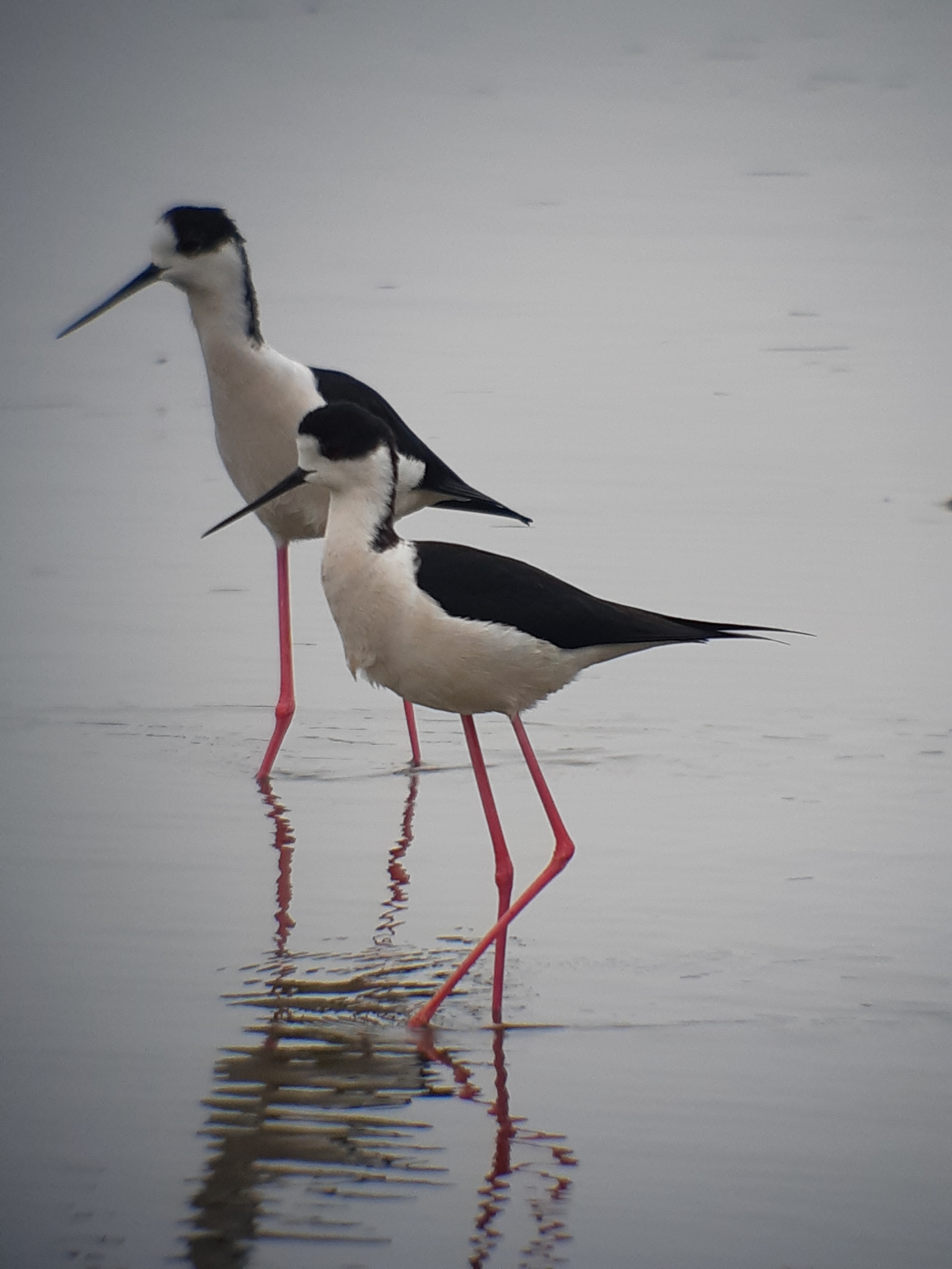Black-winged Stilt