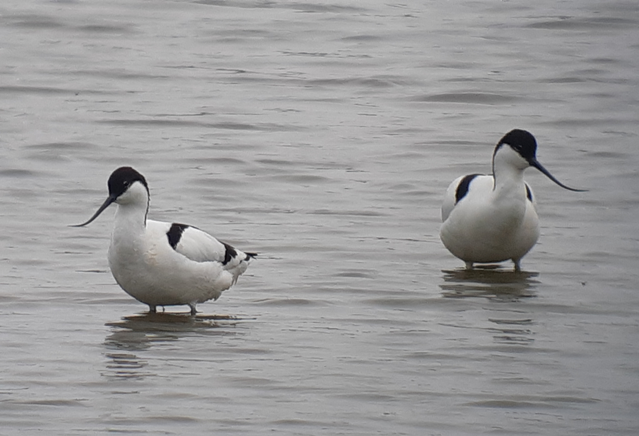 Pied Avocet