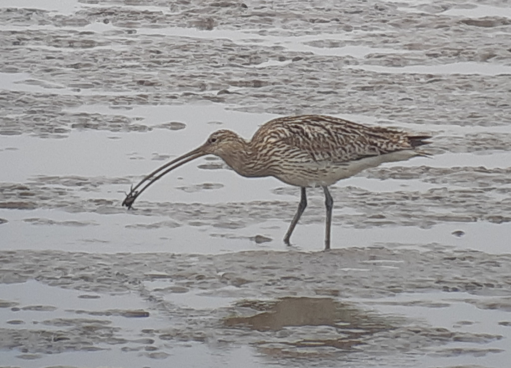 Eurasian Curlew