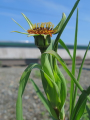 Tragopogon sibiricus