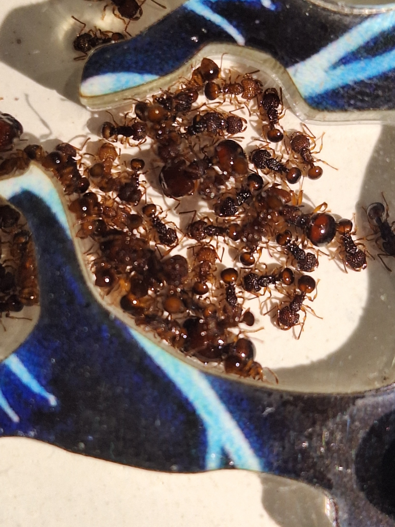 Acanthomyrmex thailandensis