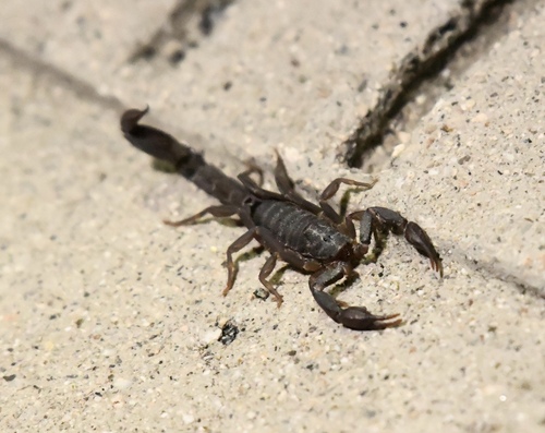 Thorellius wixarika