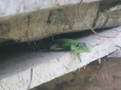El Chorro Whorltail Iguana photo 3