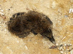 Nasua olivacea