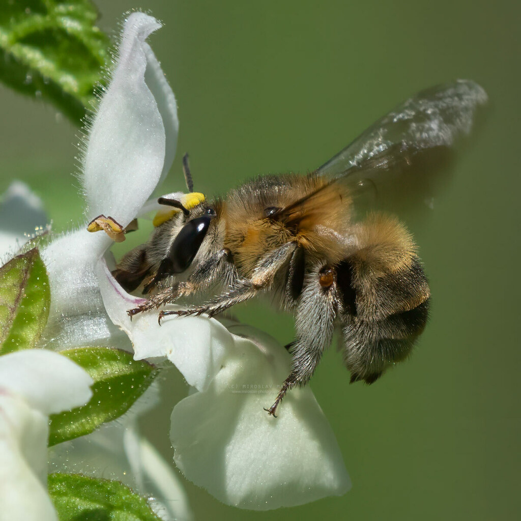 Anthophora dufourii