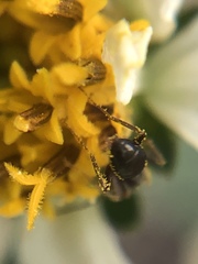 Formicinae