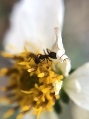 Formicinae