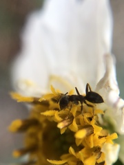 Formicinae