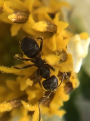 Formicinae