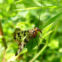 Panorpa meridionalis