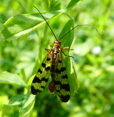 Panorpa meridionalis