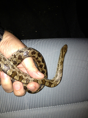 Lampropeltis calligaster